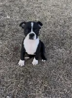 Sally, a female Boston Terrier for sale in Hopkinsville, KY – 1 of 3