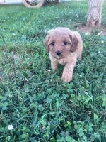 Mickey, a male Cavapoo for sale in Hopkinsville, KY – 6 of 8
