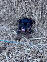 Lucy, a female Yorkshire Terrier for sale in Hopkinsville, KY – 2 of 5
