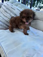 Teddy , a male Yorkipoo for sale in Hopkinsville, KY – 3 of 8