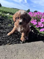 Ginger, a female Cavapoo for sale in Hopkinsville, KY – 4 of 4