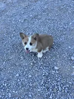 Tator Tot, a male Pembroke Welsh Corgi for sale in Hopkinsville, KY – 7 of 8