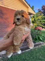 Izzy, a female Cavapoo and Bichpoo for sale in Hopkinsville, KY – 3 of 4