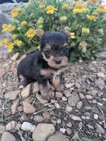 Daisy, a female Yorkshire Terrier for sale in Hopkinsville, KY – 3 of 6