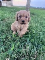 Sadie, a female Cavapoo for sale in Hopkinsville, KY – 2 of 9