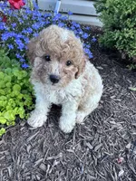 Peanut, a male Yorkipoo for sale in Hopkinsville, KY – 3 of 7