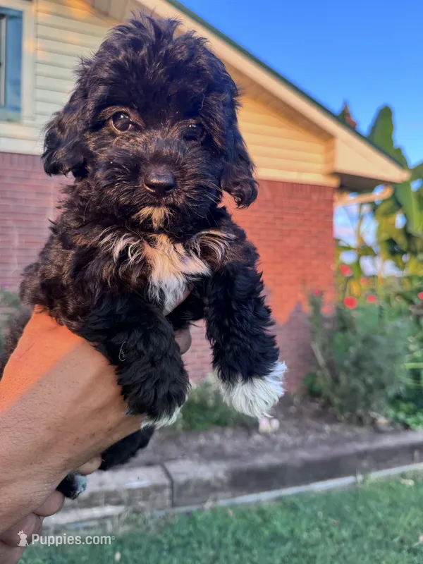 Oreo – Cavapoo, Bichpoo puppy for sale in Hopkinsville, KY