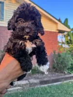 Oreo, a female Cavapoo and Bichpoo for sale in Hopkinsville, KY – 1 of 4