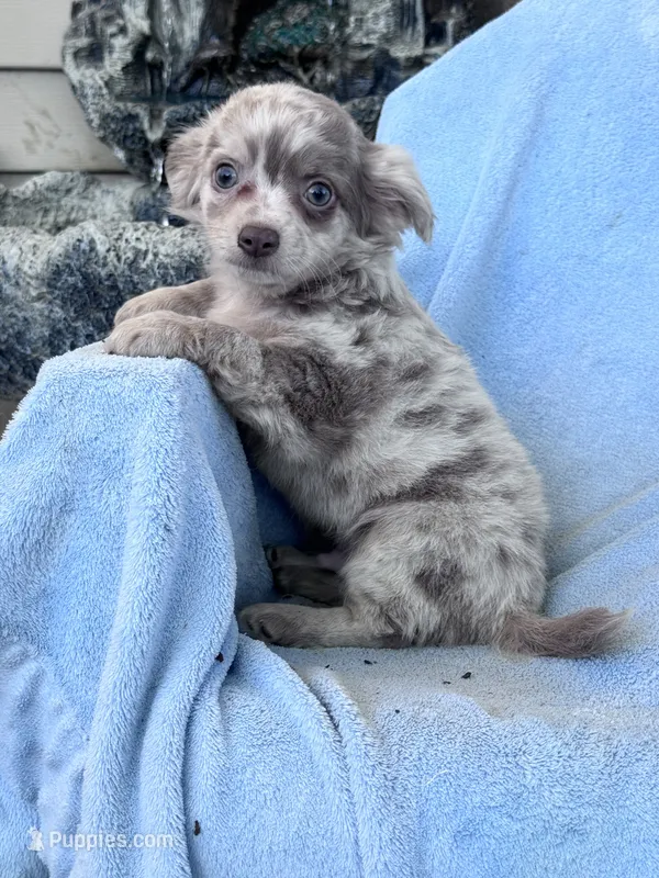 Peewee – Chihuahua puppy for sale in Hopkinsville, KY