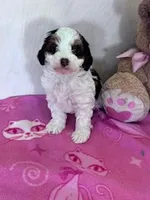 Lucy, a female Yorkipoo for sale in Hopkinsville, KY – Photo 5 of 5