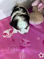 Lucy, a female Yorkipoo for sale in Hopkinsville, KY – Photo 2 of 5