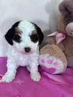 Lucy, a female Yorkipoo for sale in Hopkinsville, KY – Photo 4 of 5