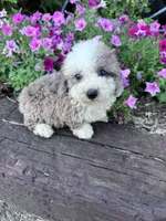 Winnie, a male Sheepadoodle for sale in Hopkinsville, KY – 4 of 5