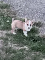 Freddy, a male Pembroke Welsh Corgi for sale in Hopkinsville, KY – 5 of 8