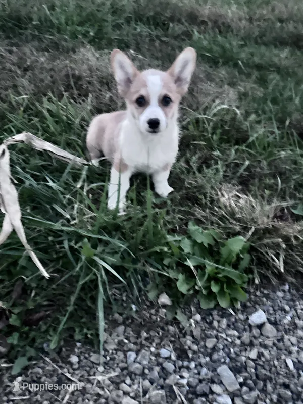 Freddy – Pembroke Welsh Corgi puppy for sale in Hopkinsville, KY
