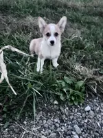 Freddy, a male Pembroke Welsh Corgi for sale in Hopkinsville, KY – 1 of 8