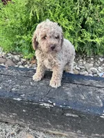 Peanut, a male Cockapoo for sale in Hopkinsville, KY – 3 of 4