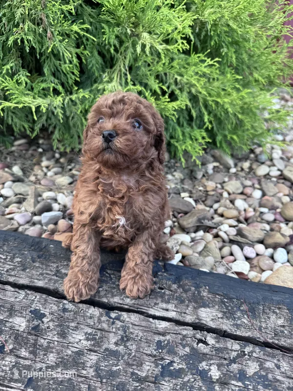 Ruby – Poodle - Miniature  puppy for sale in Hopkinsville, KY
