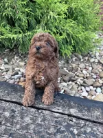 Ruby, a female Poodle - Miniature  for sale in Hopkinsville, KY – 2 of 5