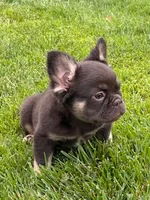 Dolly, a female French Bulldog for sale in Hopkinsville, KY – 4 of 8