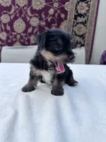 Max, a male Yorkshire Terrier for sale in Hopkinsville, KY – 5 of 6