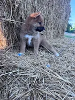 Kai, a female Shiba Inu for sale in Hopkinsville, KY – 4 of 5
