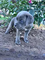 Rambo, a male Cane Corso for sale in Hopkinsville, KY – 4 of 5