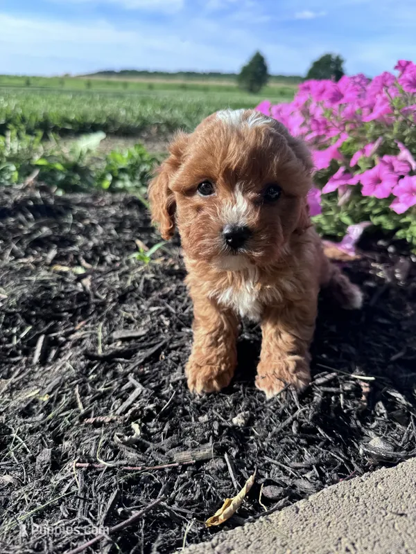 Daisy – Cavapoo puppy for sale in Hopkinsville, KY