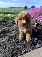 Daisy, a female Cavapoo for sale in Hopkinsville, KY – 1 of 4