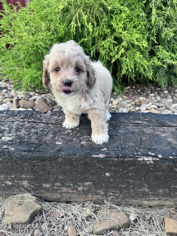 Daisy – Cockapoo puppy for sale in Hopkinsville, KY