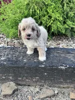 Daisy, a female Cockapoo for sale in Hopkinsville, KY – 1 of 5