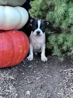 Domino, a male Boston Terrier for sale in Hopkinsville, KY – 6 of 6