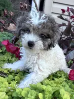 Precious, a female Yorkipoo for sale in Hopkinsville, KY – 5 of 5