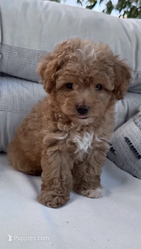 Nugget – Yorkipoo puppy for sale in Hopkinsville, KY