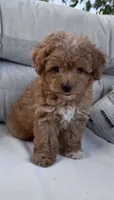 Nugget, a male Yorkipoo for sale in Hopkinsville, KY – 1 of 5