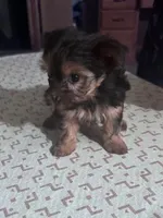 Penelope , a female Yorkshire Terrier for sale in Hopkinsville, KY – Photo 4 of 4