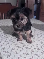 Penelope , a female Yorkshire Terrier for sale in Hopkinsville, KY – Photo 2 of 4