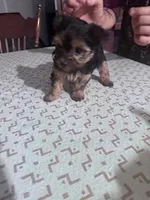 Penelope , a female Yorkshire Terrier for sale in Hopkinsville, KY – Photo 3 of 4