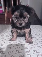 Penelope , a female Yorkshire Terrier for sale in Hopkinsville, KY – Photo 1 of 4