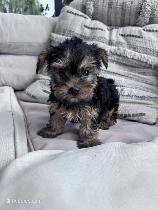 Ziggy – Yorkshire Terrier puppy for sale in Hopkinsville, KY