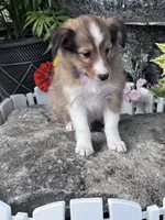 Clyde , a male Shetland Sheepdog for sale in Hopkinsville, KY – 5 of 7