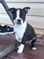 Suzie, a female Boston Terrier for sale in Hopkinsville, KY – 4 of 6