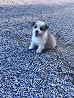 Winston, a male Pembroke Welsh Corgi for sale in Hopkinsville, KY – 3 of 6