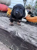 Annie, a female Miniature Dachshund for sale in Hopkinsville, KY – 5 of 5
