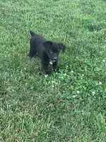 Oreo, a female Pembroke Welsh Corgi for sale in Hopkinsville, KY – 2 of 5