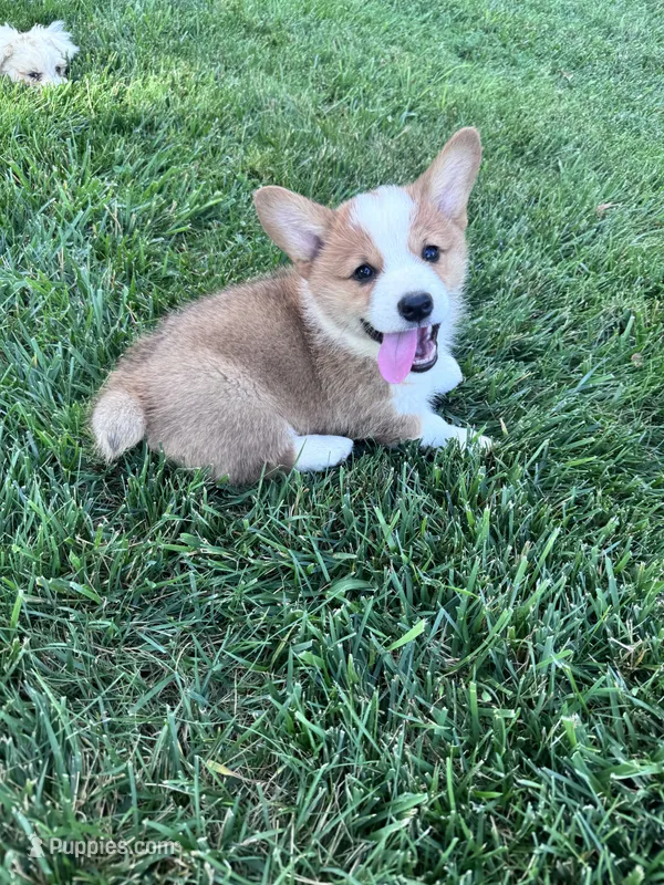 Winston – Pembroke Welsh Corgi puppy for sale in Hopkinsville, KY