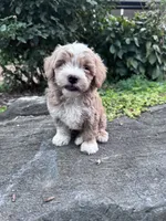 Charlie, a male Havapoo for sale in Hopkinsville, KY – 6 of 6
