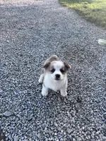 Winston, a male Pembroke Welsh Corgi for sale in Hopkinsville, KY – 4 of 6