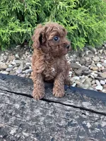 Ruby, a female Poodle - Miniature  for sale in Hopkinsville, KY – 3 of 5