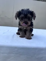 Cooper, a male Yorkshire Terrier for sale in Hopkinsville, KY – 3 of 8
